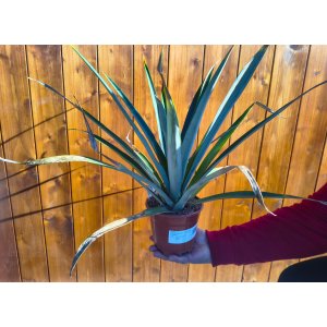 Ananasovník (Ananas champaca) - výška 40-45 cm, kont. C1,5L